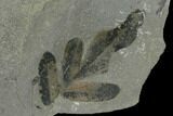 Pennsylvanian Seed Fern (Neuropteris) Fossil - Oklahoma #133635-1